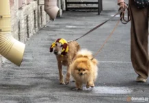 v moskve vvedeny novye shtrafy za vygul pitomczev dlya obespecheniya poryadka-stanural-ru-0