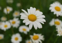 Яркие краски октября в Москве на Рязанском проспекте с ромашками и тюльпанами yarkie kraski oktyabrya v moskve na ryazanskom prospekte s romashkami i tyulpanami-stanural-ru-0