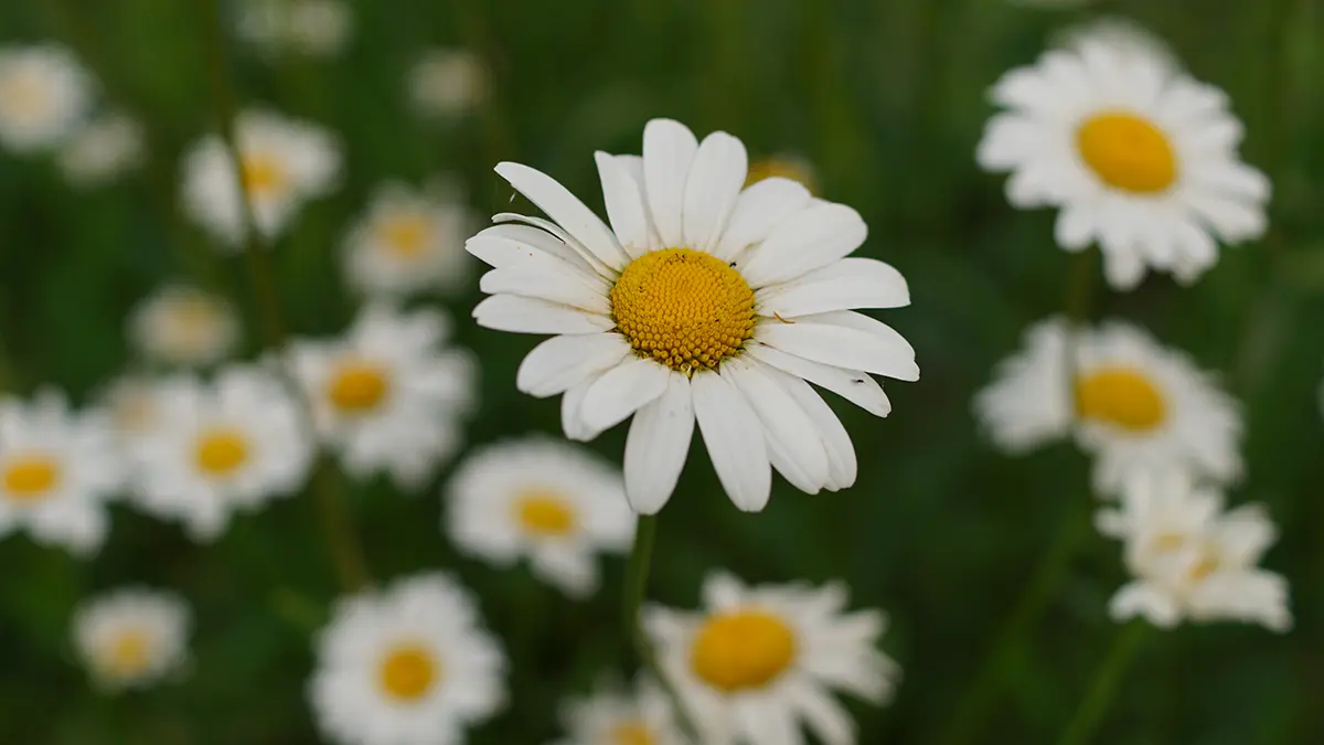 Ромашки расцвели в Москве в конце октября