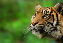 bengalskij tigr atakoval lovcza krabov tapasa haldara v sundarbane-stanural-ru-0