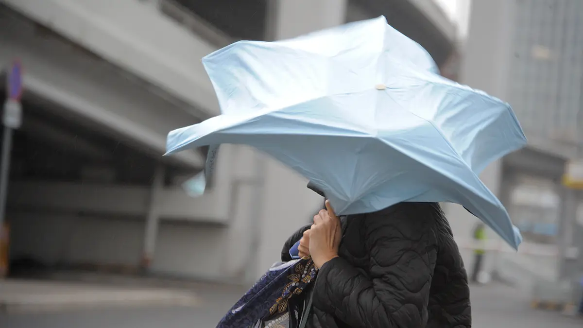 Порывы ветра в Москве утром 14 ноября достигли штормовых показателей