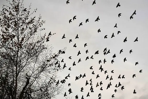 Вводная картинка