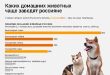 Кошки и собаки остаются любимыми питомцами у 70% россиян koshki i sobaki ostayutsya lyubimymi pitomczami u 70 rossiyan-stanural-ru-0
