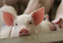 Новые правила содержания животных в КоАП РФ способствуют защите прав соседей novye pravila soderzhaniya zhivotnyh v koap rf sposobstvuyut zashhite prav sosedej-stanural-ru-0