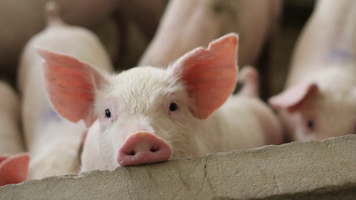 Россиян предупредили о штрафах за содержание свиней, кур или коз в квартирах