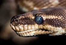 shestimetrovyj piton napal na gida s turistami na reke sebangau v indonezii-stanural-ru-0