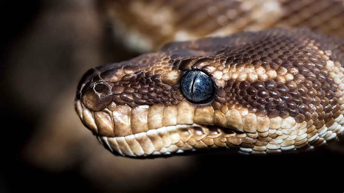 Шестиметровый питон скрутил жителя Индонезии и утащил в реку