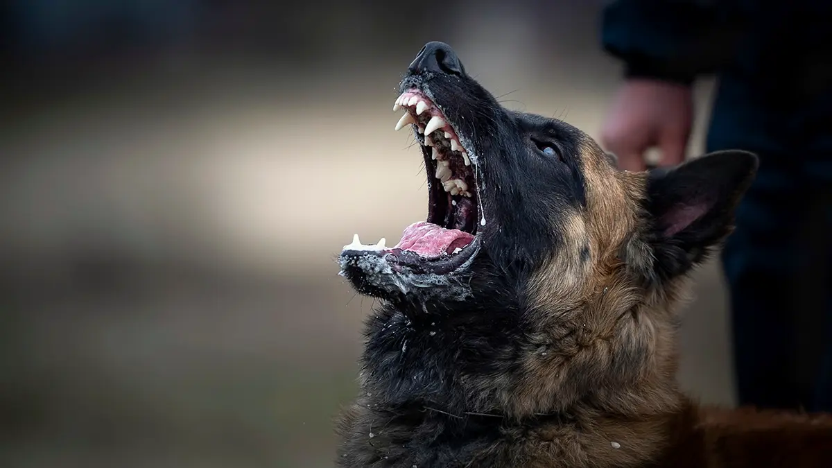 СК начал проверку после нападения бродячей собаки на четырех человек в Москве