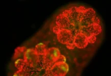 Учёные из Калифорнии работают над спасением рифов от обесцвечивания uchyonye iz kalifornii rabotayut nad spaseniem rifov ot obesczvechivaniya-stanural-ru-0