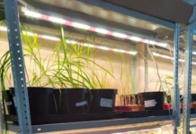 urfu i partnery razrabotali biougol iz berezy i miskantusa dlya sokrashheniya vybrosov so2-stanural-ru-0