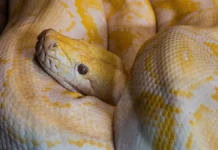 v malajzii gigantskij piton neozhidanno posetil dom uchitelniczy-stanural-ru-0