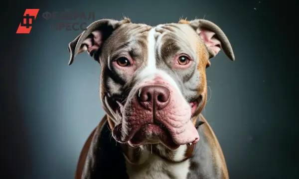 В Новосибирске питбуль напал на прохожего, и Кирилл чудом сохранил глаз-0