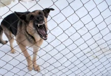 v saratove posle napadeniya brodyachej sobaki okazyvaetsya pomoshh-stanural-ru-0