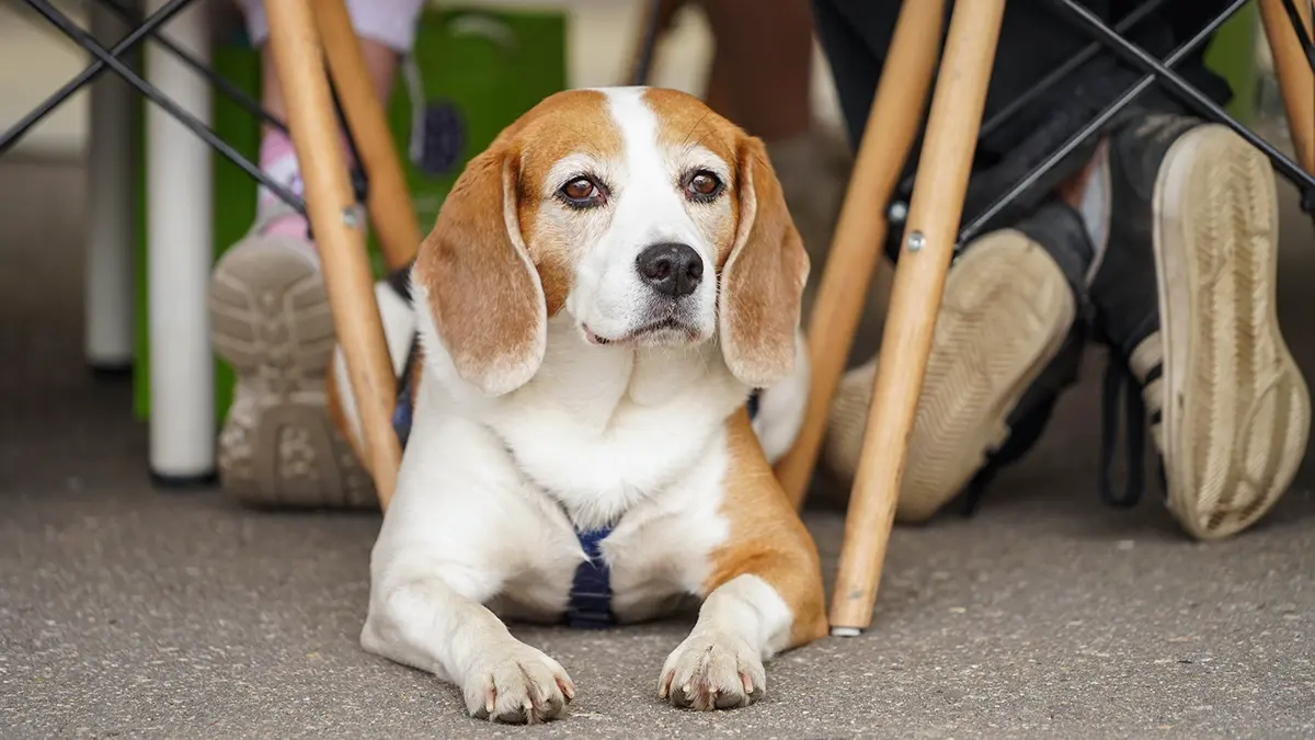Карантин установили в Щукине после заражения домашнего животного бешенством