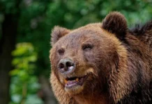 13 декабря отмечается День медведя в России, а также праздники в мире 13 dekabrya otmechaetsya den medvedya v rossii a takzhe prazdniki v mire-stanural-ru-0