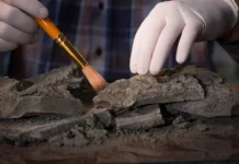 Археологи Института археологии РАН открыли в Чечне мастерскую энеолита arheologi instituta arheologii ran otkryli v chechne masterskuyu eneolita-stanural-ru-0