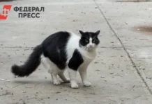 Дом молодежи в Рязани открыл двери для выставки «Пойдем домой» dom molodezhi v ryazani otkryl dveri dlya vystavki pojdem domoj-stanural-ru-0