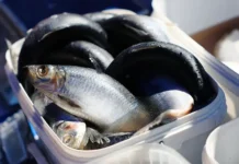 Герман Зверев и ВАРПЭ обсудили предпочтения россиян в рыбной ловле german zverev i varpe obsudili predpochteniya rossiyan v rybnoj lovle-stanural-ru-0