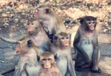 ИФ РАН сообщает о высоких когнитивных способностях макак на тестах if ran soobshhaet o vysokih kognitivnyh sposobnostyah makak na testah-stanural-ru-0