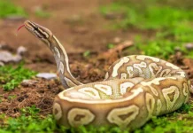 Нурдин столкнулся с гигантским сетчатым питоном в Индонезии nurdin stolknulsya s gigantskim setchatym pitonom v indonezii-stanural-ru-0