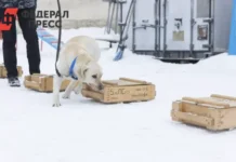 Роман Заварин о важности чипирования собак для безопасности в Вологодской области roman zavarin o vazhnosti chipirovaniya sobak dlya bezopasnosti v vologodskoj oblasti-stanural-ru-0
