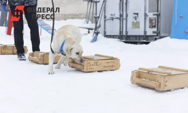 Роман Заварин о важности чипирования собак для безопасности в Вологодской области-0