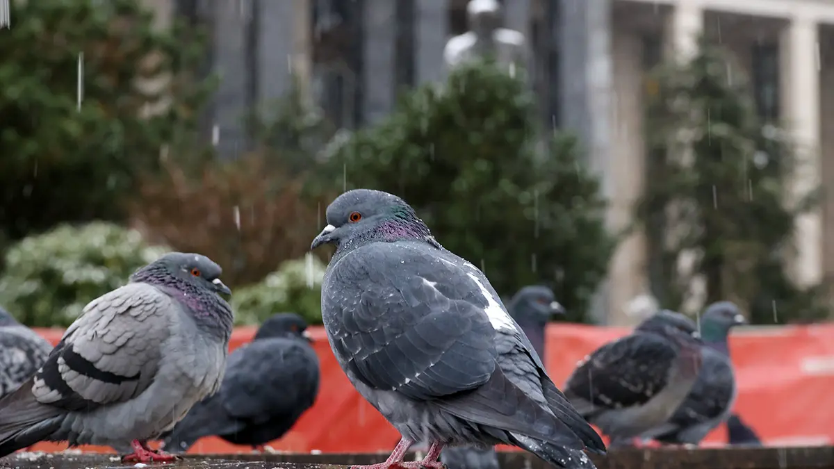 Погода в Москве 12 декабря 2025 года