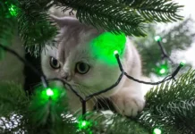 Советы для владельцев домашних животных по защите новогодней елки от котов sovety dlya vladelczev domashnih zhivotnyh po zashhite novogodnej elki ot kotov-stanural-ru-0