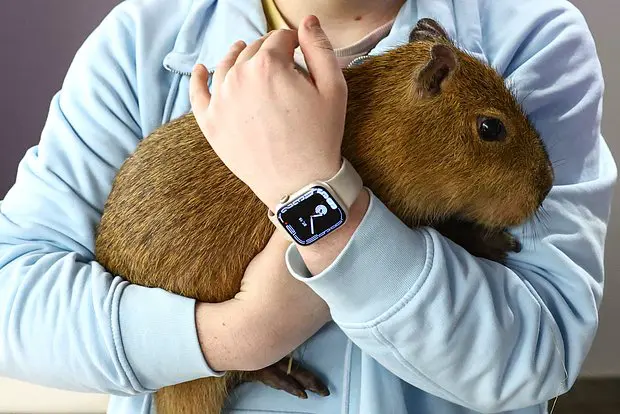 Вводная картинка