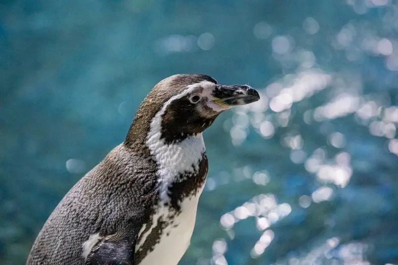 Пингвин, тематическое фото Мария Смитюк, ИА PrimaMedia.ru