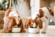 Владимир Голубев объясняет зимний рацион собак согласно Российской кинологической федерации vladimir golubev obyasnyaet zimnij raczion sobak soglasno rossijskoj kinologicheskoj federaczii-stanural-ru-0