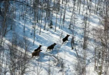 Елена Лисейкина рассказала о жизни хантов в таежной глуши elena lisejkina rasskazala o zhizni hantov v taezhnoj glushi-stanural-ru-0