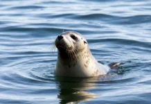 Как когти и лапы тюленей из Австралии напоминают сухопутных хищников kak kogti i lapy tyulenej iz avstralii napominayut suhoputnyh hishhnikov-stanural-ru-0