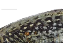 Мария Орлова открыла переносчиков лихорадки на ящурках Кавказа mariya orlova otkryla perenoschikov lihoradki na yashhurkah kavkaza-stanural-ru-0