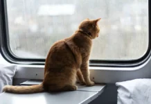 Москва встречает снегопад и позитивные ожидания на Казанском вокзале moskva vstrechaet snegopad i pozitivnye ozhidaniya na kazanskom vokzale-stanural-ru-0