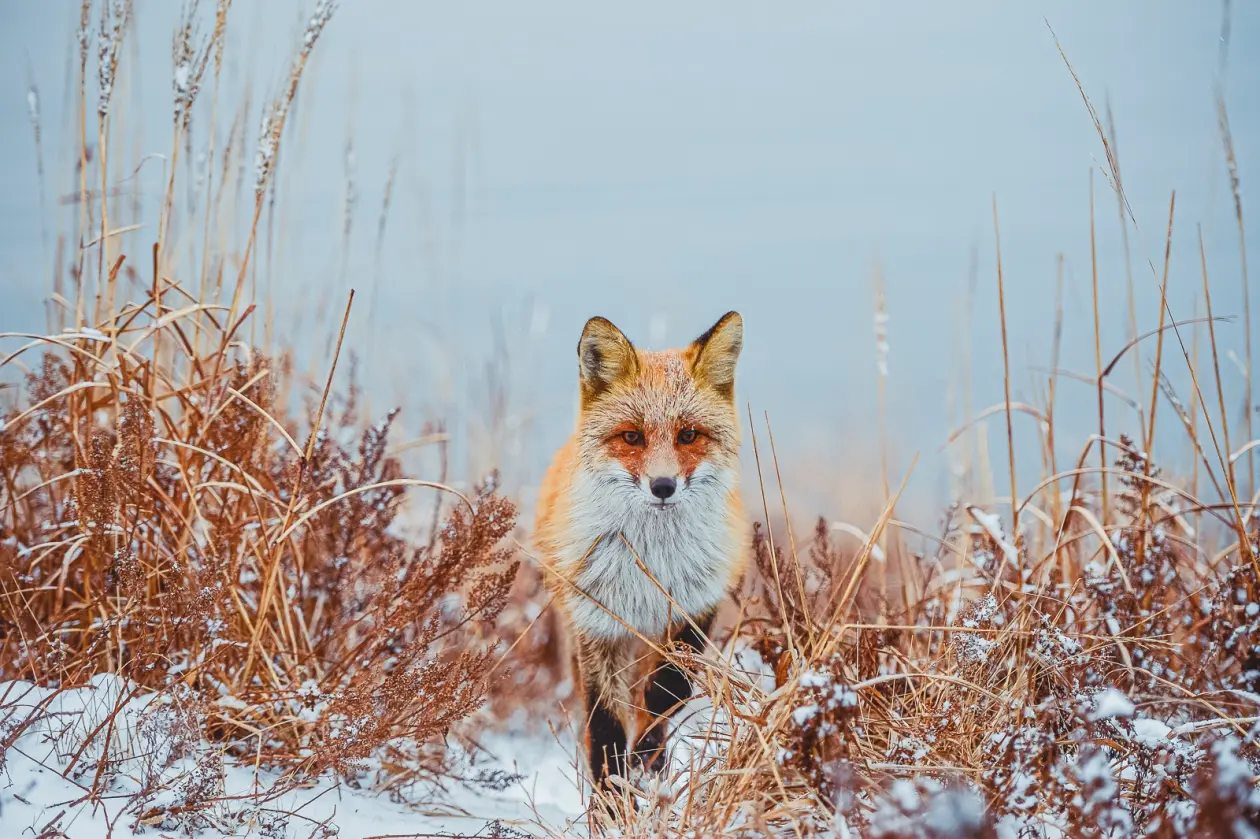 Фото: primamedia.ru
