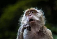 В Киотском университете нашли способ преодолеть аволицию и депрессию v kiotskom universitete nashli sposob preodolet avolicziyu i depressiyu-stanural-ru-0