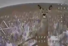 В зоне СВО FPV-дрон сталкивается с оленем и другие тайны бойцовских животных v zone svo dron stalkivaetsya s olenem i drugie tajny bojczovskih zhivotnyh-stanural-ru-0