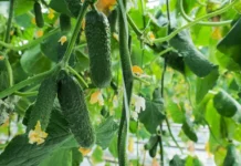 Илья Березнюк: огурцы временно дорожают из-за ажиотажного спроса ilya bereznyuk ogurczy vremenno dorozhayut izza azhiotazhnogo sprosa-stanural-ru-0