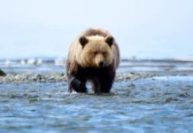 Медведица Маша переехала из Приморья в парк «Малинки» medvedicza masha pereehala iz primorya v park malinki-stanural-ru-0