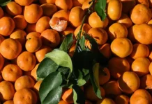 Россия: рекордный рост поставок турецких мандаринов rossiya rekordnyj rost postavok tureczkih mandarinov-stanural-ru-0