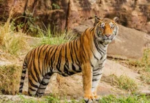 Тадоба-Андхари: как защищают фермеров от тигров tadobaandhari kak zashhishhayut fermerov ot tigrov-stanural-ru-0