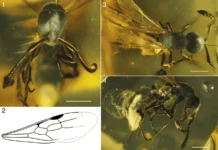 Уникальный муравей Hypoponera electrocacica найден в янтаре unikalnyj muravej najden v yantare-stanural-ru-0