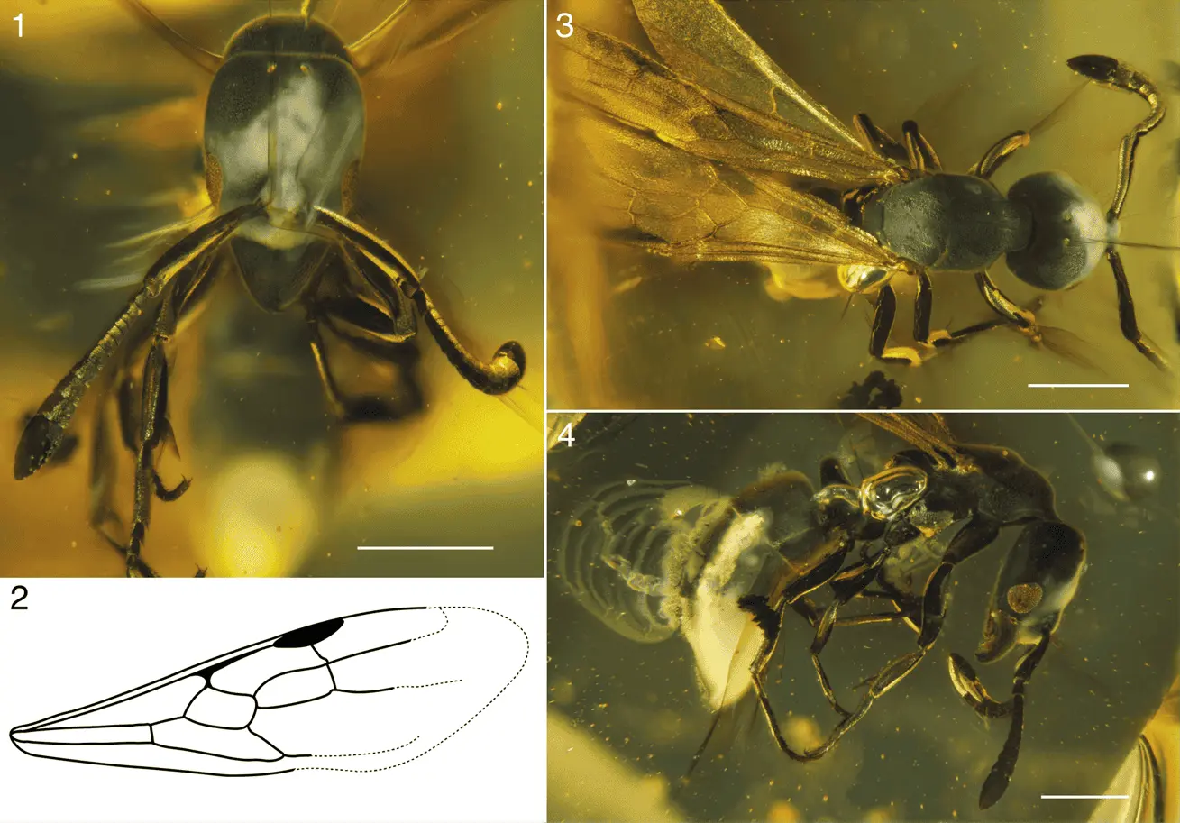 Уникальный муравей Hypoponera electrocacica найден в янтаре-0