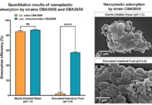 Бактерии кимчи защищают кишечник мышей от нанопластика и полистирола bakterii kimchi zashhishhayut kishechnik myshej ot nanoplastika i polistirola-stanural-ru-0