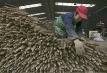 Китаец нашел ямс необычной формы и прославился в интернете kitaecz nashel yams neobychnoj formy i proslavilsya v internete-stanural-ru-0