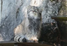 Манул Тимофей в Московском зоопарке претерпевает весенние перемены manul timofej v moskovskom zooparke preterpevaet vesennie peremeny-stanural-ru-0