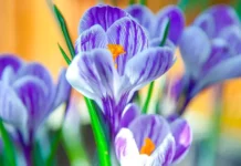 Мосбилет приглашает в Царицыно – шоу Департамента культуры mosbilet priglashaet v czariczyno shou departamenta kultury-stanural-ru-0