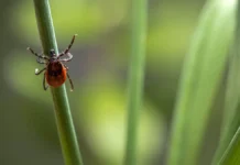 Роспотребнадзор о комарах, клещах, зиме и весенних условиях rospotrebnadzor o komarah kleshhah zime i vesennih usloviyah-stanural-ru-0