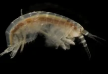 Секреты сосуществования бокоплавов и копепод в соленых озерах sekrety sosushhestvovaniya bokoplavov i kopepod v solenyh ozerah-stanural-ru-0